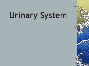 Urinary System Introduction A The urinary system consists