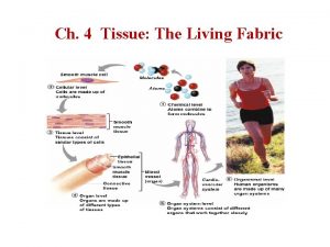 Ch 4 Tissue The Living Fabric Items Students