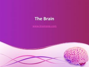 The Brain www brainpop com Interesting Facts About