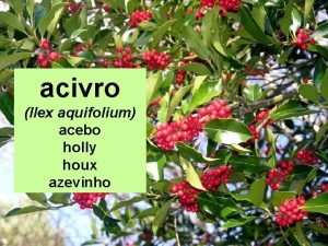 acivro Ilex aquifolium acebo holly houx azevinho CLASE