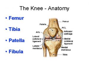 The Knee Anatomy Femur Tibia Patella Fibula Knee