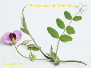 Problemas de Gentica Manuel GVS 2007 PROBLEMAS DE