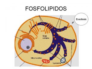 FOSFOLIPIDOS Exocitosis Estructura de los Fosfolipidos Cabeza polar