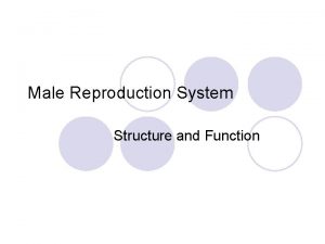 Male Reproduction System Structure and Function Male Reproductive