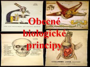 Obecn biologick principy Biologie z ec bios ivot