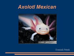 Axolotl Mexican Dominik Petrek What is it My