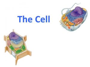 The Cell THE CELL THEORY 1 All living