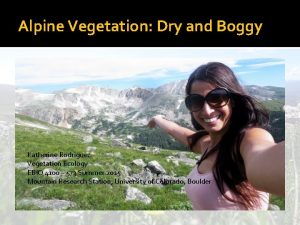 Alpine Vegetation Dry and Boggy Katherine Rodriguez Vegetation