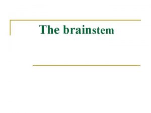 The brainstem The brain n n Telencephalon Diencephalon