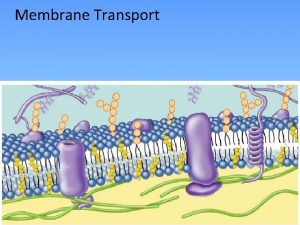 Membrane Transport Passive Transport The movement of materials