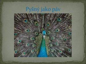 Pyn jako pv Samec pva Samice a samec