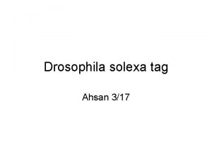 Drosophila solexa tag Ahsan 317 Young male VS