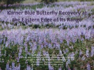 Karner Blue Butterfly Recovery at the Eastern Edge