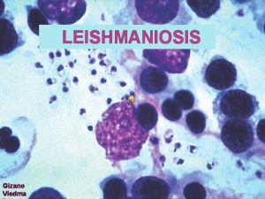 LEISHMANIOSIS Gizane Viedma Su Origen Una teora propone