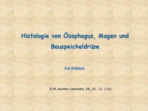 Histologie von sophagus Magen und Bauspeicheldrse Pl Rhlich