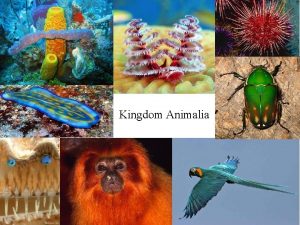 Kingdom Animalia What is an animal great variety