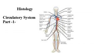 Histology Circulatory System Part 1 Circulatory System The
