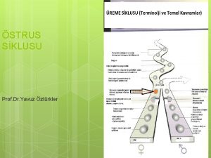 STRUS SKLUSU Prof Dr Yavuz ztrkler Bu slaytalar