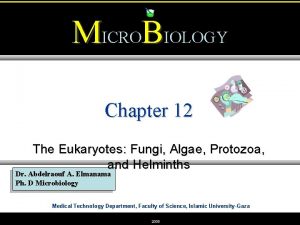 MICROBIOLOGY Chapter 12 The Eukaryotes Fungi Algae Protozoa