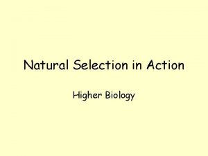 Natural Selection in Action Higher Biology Natural Selection