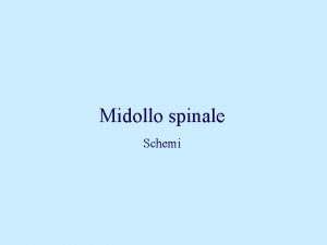 Midollo spinale Schemi Sostanza grigia lamina I zona