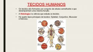 TECIDOS HUMANOS Os tecidos so formados por conjunto