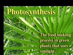 What is Photosynthesis Photosynthesis The process plants use