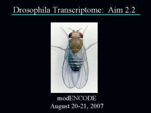 Drosophila Transcriptome Aim 2 2 mod ENCODE August