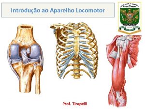 Introduo ao Aparelho Locomotor Prof Tirapelli 1 Osteologia