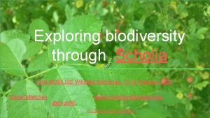 Exploring biodiversity through Scholia Cost MOBILISE Wikidata Workshop