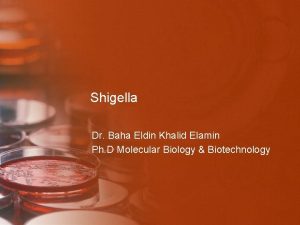 Shigella Dr Baha Eldin Khalid Elamin Ph D