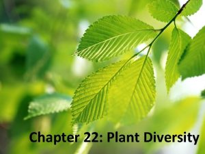 Chapter 22 Plant Diversity Intro to Plants I