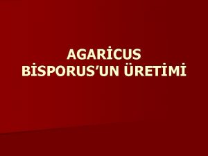 AGARCUS BSPORUSUN RETM Agaricus bisporusun retiminde eitli safhalar