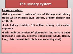 The urinary system Urinary system Urinary system consists