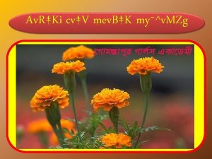 Av RKi cvV mev BK myv MZg cv