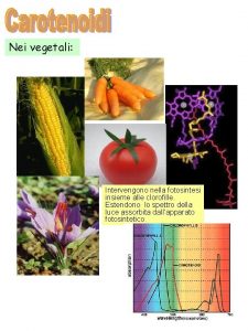 Nei vegetali Intervengono nella fotosintesi insieme alle clorofille