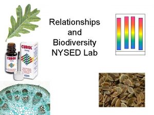 Relationships and Biodiversity NYSED Lab Please note Curol