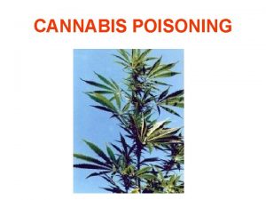 CANNABIS POISONING TYPES OF CANNABIS PLANTS Cannabis is