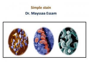 Simple stain Dr Mayssaa Essam Bacterial Morphology Bacteria