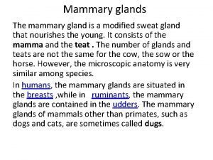 Mammary glands The mammary gland is a modified