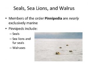 Seals Sea Lions and Walrus Members of the