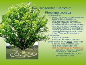 Der Baum als wachsender Grabstein Planungsgrundstze Grabgestaltung es