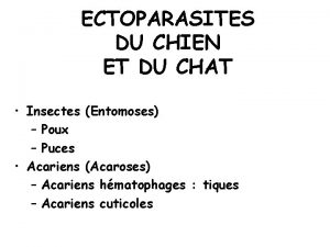 ECTOPARASITES DU CHIEN ET DU CHAT Insectes Entomoses