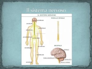 Il sistema nervoso Funzioni generali Percepire gli impulsi