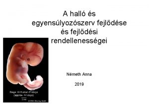 A hall s egyenslyozszerv fejldse s fejldsi rendellenessgei