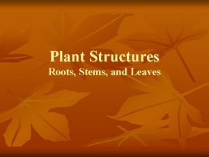 Plant Structures Roots Stems and Leaves Plants n