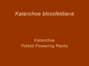 Kalanchoe blossfeldiana Kalanchoe Potted Flowering Plants Facts about