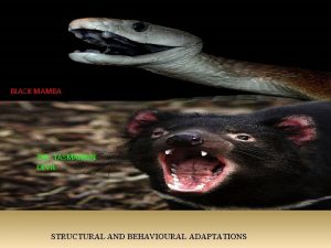 BLACK MAMBA THE TASMANIAN DEVIL STRUCTURAL AND BEHAVIOURAL