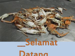 Selamat PENGELOLAAN SUMBER DAYA RAJUNGAN Portunus pelagicus BERDASARKAN