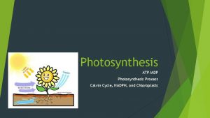 Photosynthesis ATPADP Photosynthesis Process Calvin Cycle NADPH and